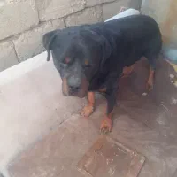 سگ رودفایلر