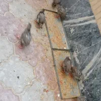 بلدرچین