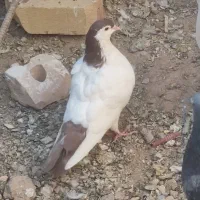 کبوتر رنگه جوان