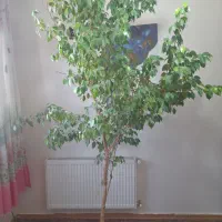 گل وگیاه طبیعی