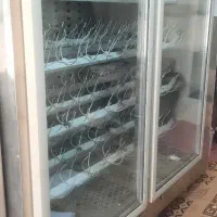 دستگاه 135تایی شترمرغ