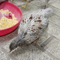 جوجه ویاندوت