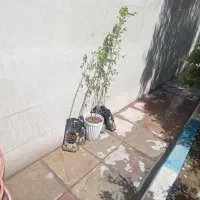 نهال ۲ساله الو بخارا