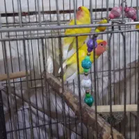 ۴ عدد جوجه طوطی برزیلی هلویی  اصیل خاص زیر قیمت