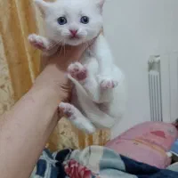 بچه گربه های بریتیش و پرشین