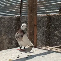 کفتر طوقی هفترنگ حراج