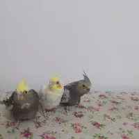 جوجه عروس هلندی تازه دون خور شده