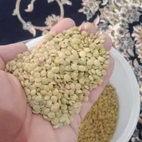 عدس تازه امسال دشت مغان
