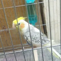دو عدد عروس هلندی نر