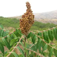 سماق اسنم گردکان خاص و شیره