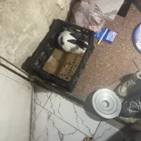 خرگوش حیوان خانگی