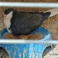 جفت ریش دم سفید