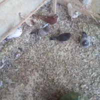 کبوترکبوتر