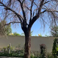 فروش الوار صنایع چوبی درخت سنجد تخته پالت