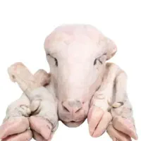 تمیز کردن کله پاچه گوسفند