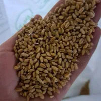 گندم ساورز