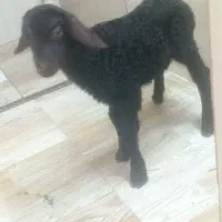 بره ماده شیری