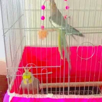 عروس هلندی نر و ماده