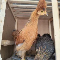 مرغ خروس