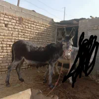 ماده خر سه  ساله سواری باری گله ی