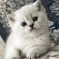 دنیای کوچک(( گربه‌)لوس وناز نازی