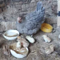 مرغ محلی با جوجه