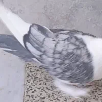 کبوتر ساتن نر