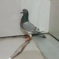 کبوترقره تاووسی
