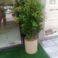 گلدان و گل یاس هلندی