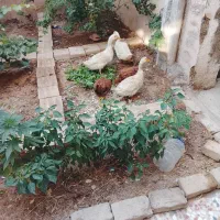 سه عدد عردک سالم چهار ماهه