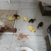 فروش جوجه اردک اسرائیلی