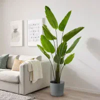 درخت پرنده بهشتی ۱۳ برگ