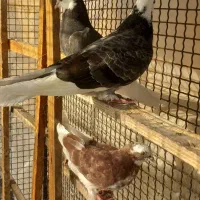 کفتر جوجه پرشی