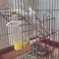 عروس هلندی مولد همراه با جوجه