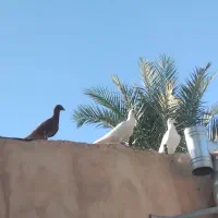کفتر