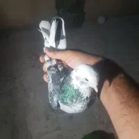 فروش