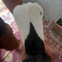 زاغ دم سفید جفت