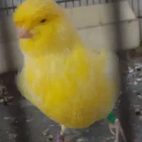 قناری