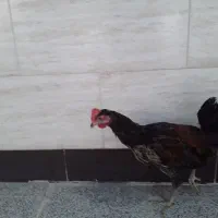 جوجه خروس
