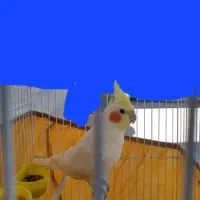 عروس هلندی  فروشی