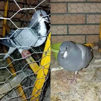 کبوتر دمگیر خرقه و فیروزه