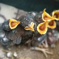 جوجه مینای چند روزه
