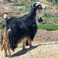 یک عدد بز لری بختیاری