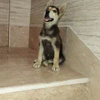 واگذاری سگ ژرمن-هاسکی