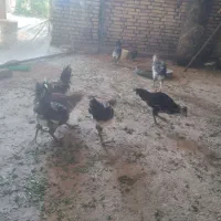 خروسچی برا فروش دارم
