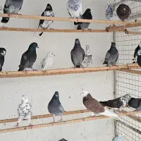 کبوتر یکجا