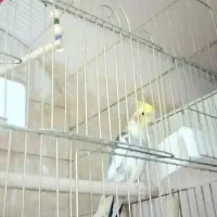 عروس هلندی
