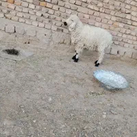 گوسفند به