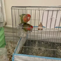 طوطی برزیلی و مرغ عشق