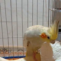 یک جفت عروس هلندی مولد کار داده شش تخمش